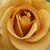 Galben - Trandafir pentru straturi Grandiflora - Floribunda - Honey Dijon